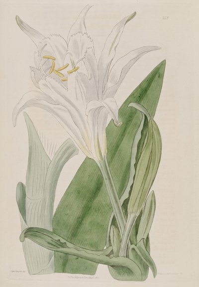 Ismene narcissiflora by Ker Gawler